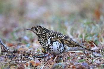 White's Thrush Unknown Spots Sat, 2/24/2018