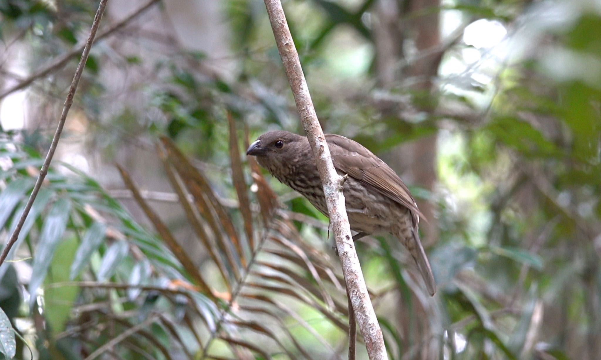 Tooth-billed Bowerbird