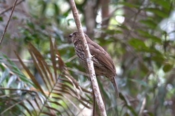 ハバシニワシドリ Chambers Wildlife Rainforest Lodges 周辺 2022年10月5日(水)