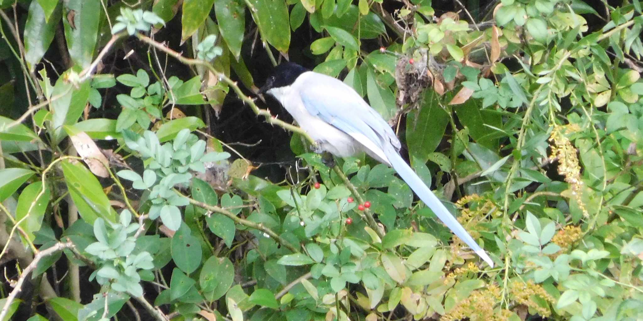 Photo of Azure-winged Magpie at 行徳野鳥保護区 by FUJICAZC1000