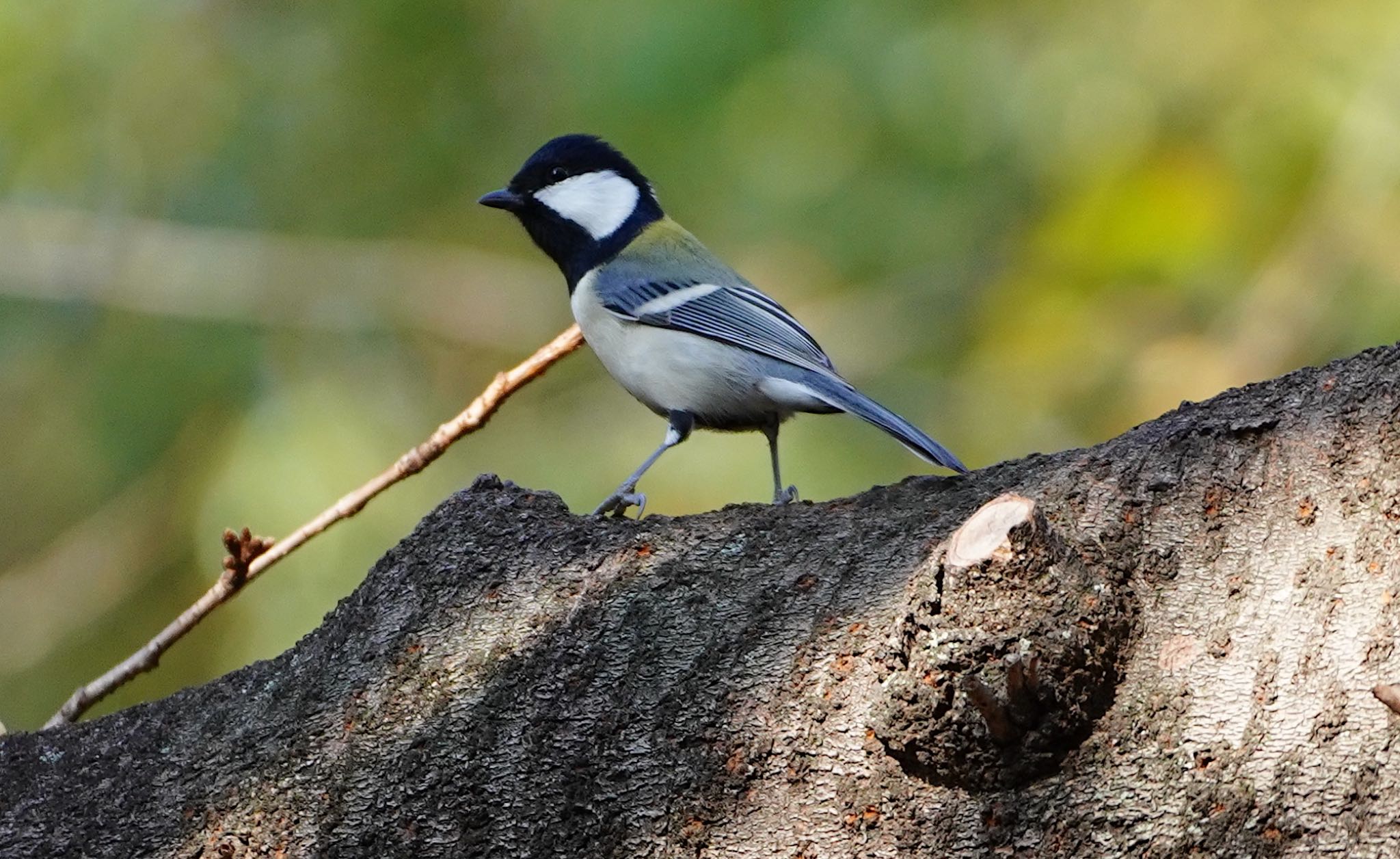 Photo of Japanese Tit at Osaka castle park by アルキュオン