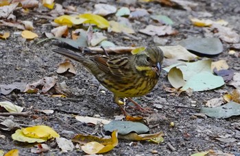 Masked Bunting Osaka castle park Thu, 11/17/2022