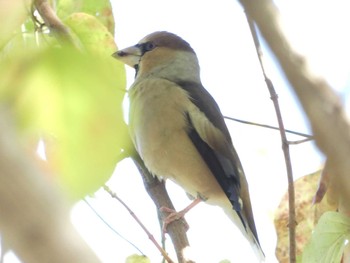 2022年11月12日(土) 多摩川トライアングルの野鳥観察記録