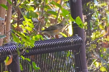 Red-flanked Bluetail Osaka castle park Thu, 11/17/2022