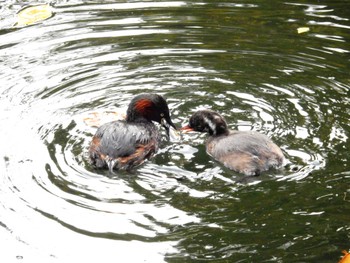 2022年11月17日(木) 井の頭公園の野鳥観察記録