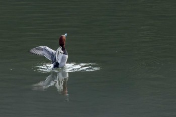 Common Pochard 北九州市 Thu, 11/17/2022