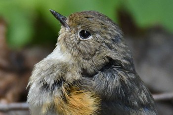 Thu, 5/5/2022 Birding report at 新潟県