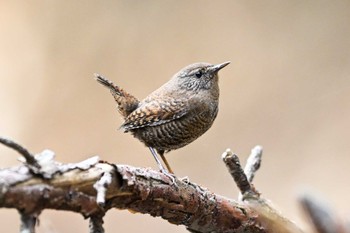 Eurasian Wren 桐生自然観察の森 Thu, 11/17/2022