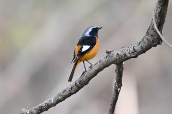 Daurian Redstart 利根大堰 Thu, 11/10/2022