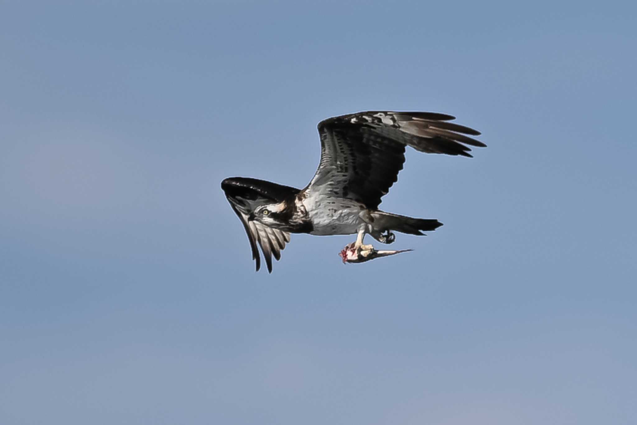 Photo of Osprey at 利根大堰 by Yokai