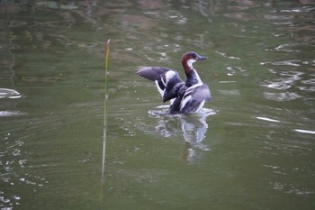 Smew 大阪府 Thu, 11/17/2022