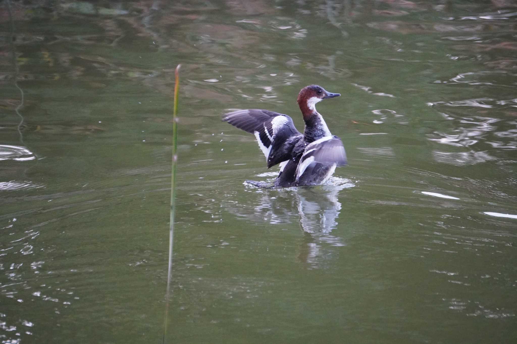 Photo of Smew at 大阪府 by jasmine