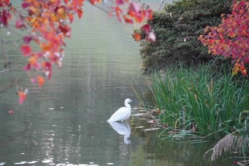 Little Egret 大阪府 Thu, 11/17/2022