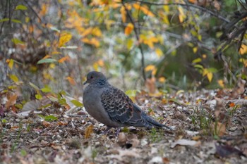 Oriental Turtle Dove 大阪府 Thu, 11/17/2022