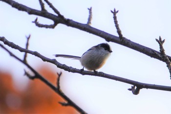 Long-tailed Tit 大阪府 Thu, 11/17/2022