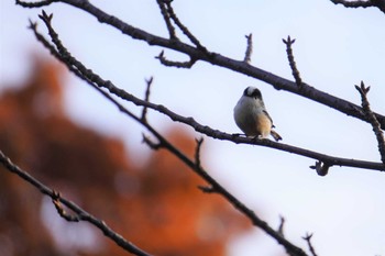 Long-tailed Tit 大阪府 Thu, 11/17/2022