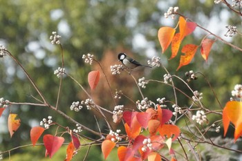 Japanese Tit 大阪府 Thu, 11/17/2022