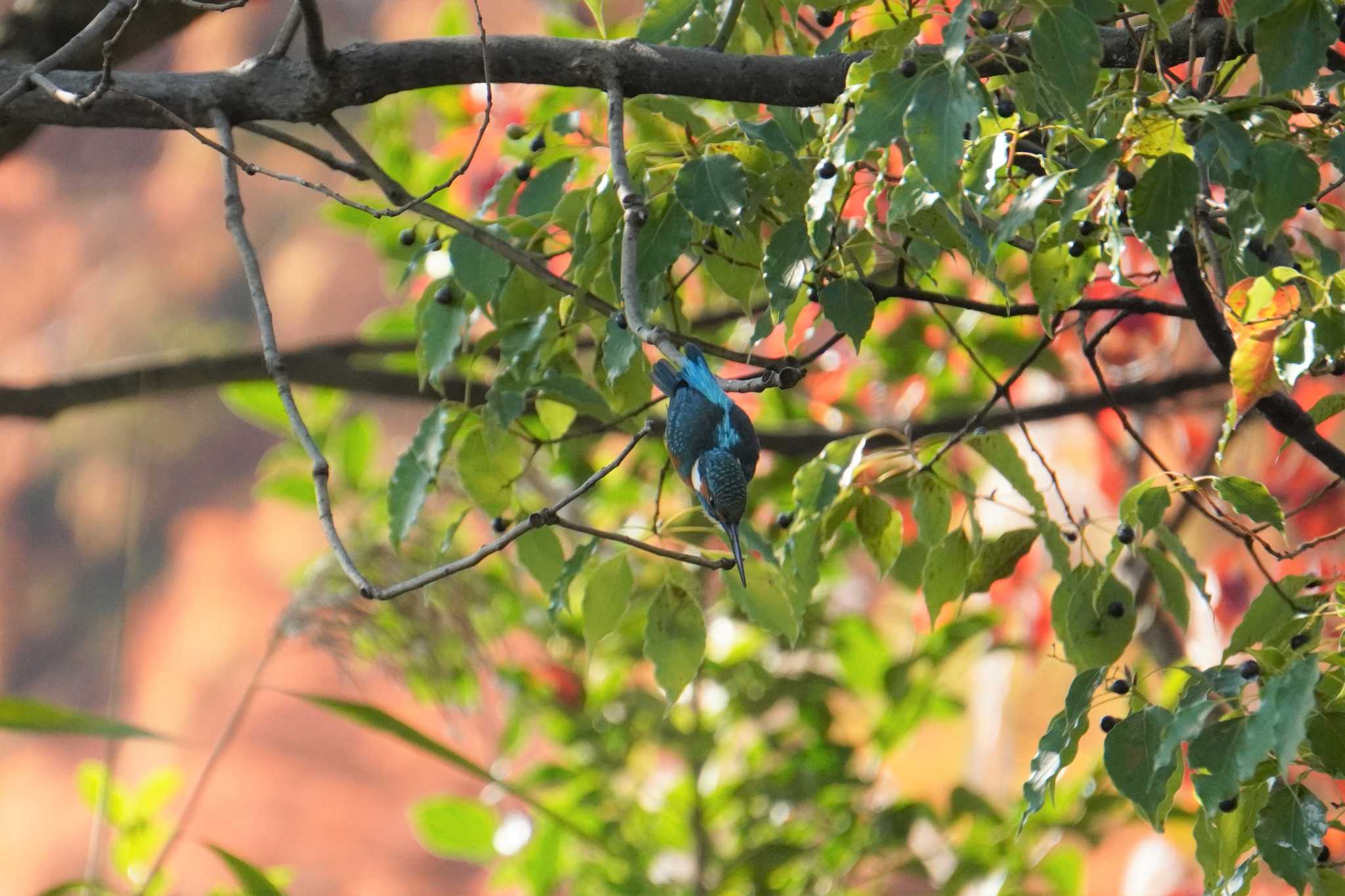 Common Kingfisher