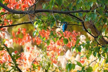 Thu, 11/17/2022 Birding report at 大阪府