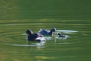 Little Grebe 大阪府 Thu, 11/17/2022