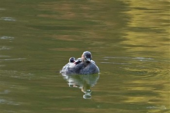 Little Grebe 大阪府 Thu, 11/17/2022