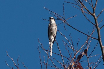 Wed, 11/16/2022 Birding report at 池子の森自然公園