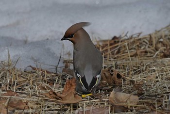 Bohemian Waxwing Unknown Spots Thu, 2/22/2018