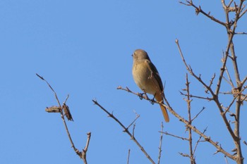 Daurian Redstart Unknown Spots Sun, 11/6/2022