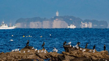 ユリカモメ 長井漁港 2022年11月17日(木)