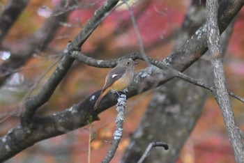 2022年11月3日(木) 埼玉県民の森の野鳥観察記録