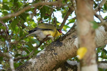 メガネコウライウグイス Chambers Wildlife Rainforest Lodges 周辺 2022年10月5日(水)