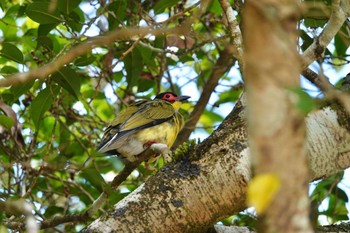 メガネコウライウグイス Chambers Wildlife Rainforest Lodges 周辺 2022年10月5日(水)