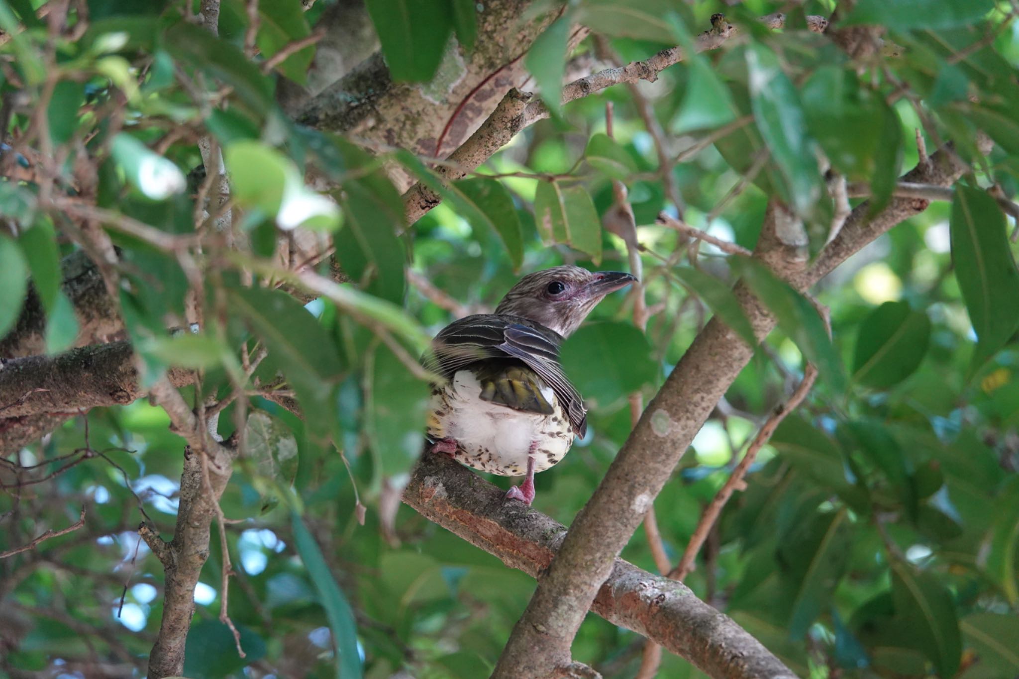 Chambers Wildlife Rainforest Lodges 周辺 メガネコウライウグイスの写真 by のどか