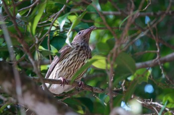 メガネコウライウグイス Chambers Wildlife Rainforest Lodges 周辺 2022年10月5日(水)