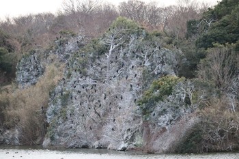 2022年1月15日(土) 鵜ノ池(知多郡美浜町)の野鳥観察記録