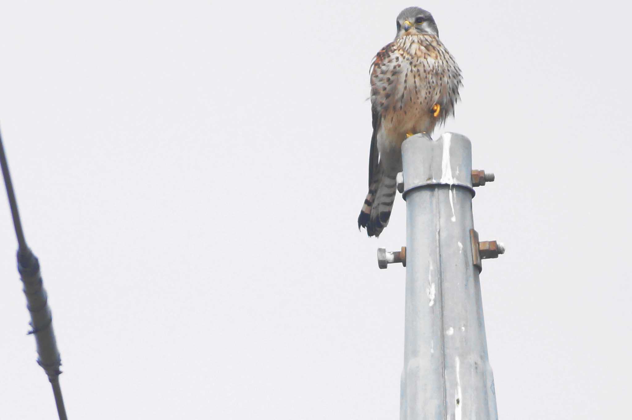 Common Kestrel