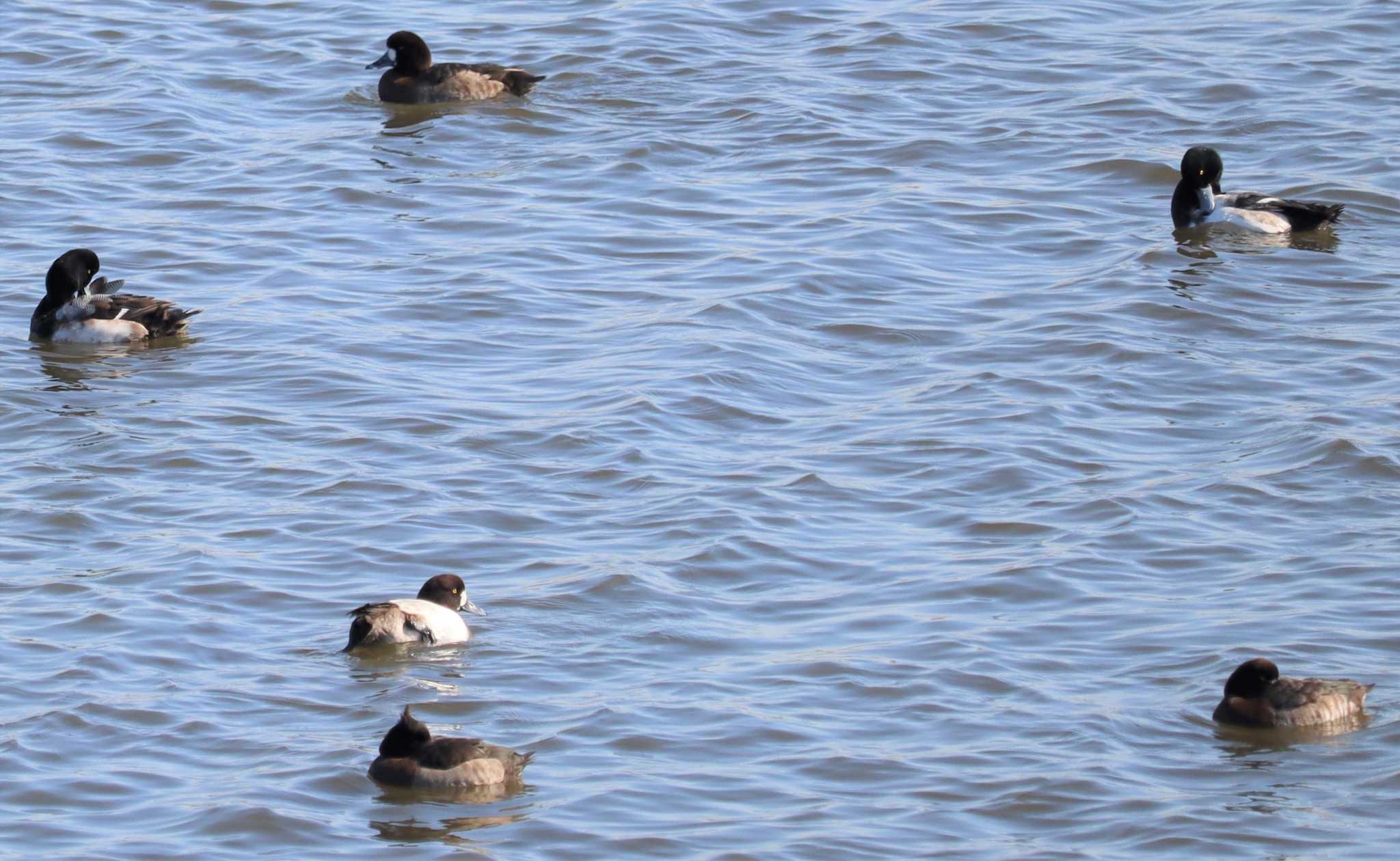 Greater Scaup