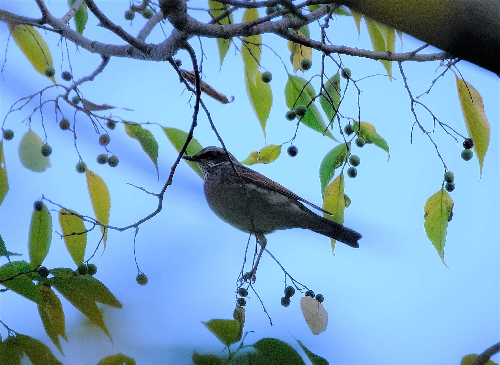 Photo of Dusky Thrush at 多摩地区 by taiga