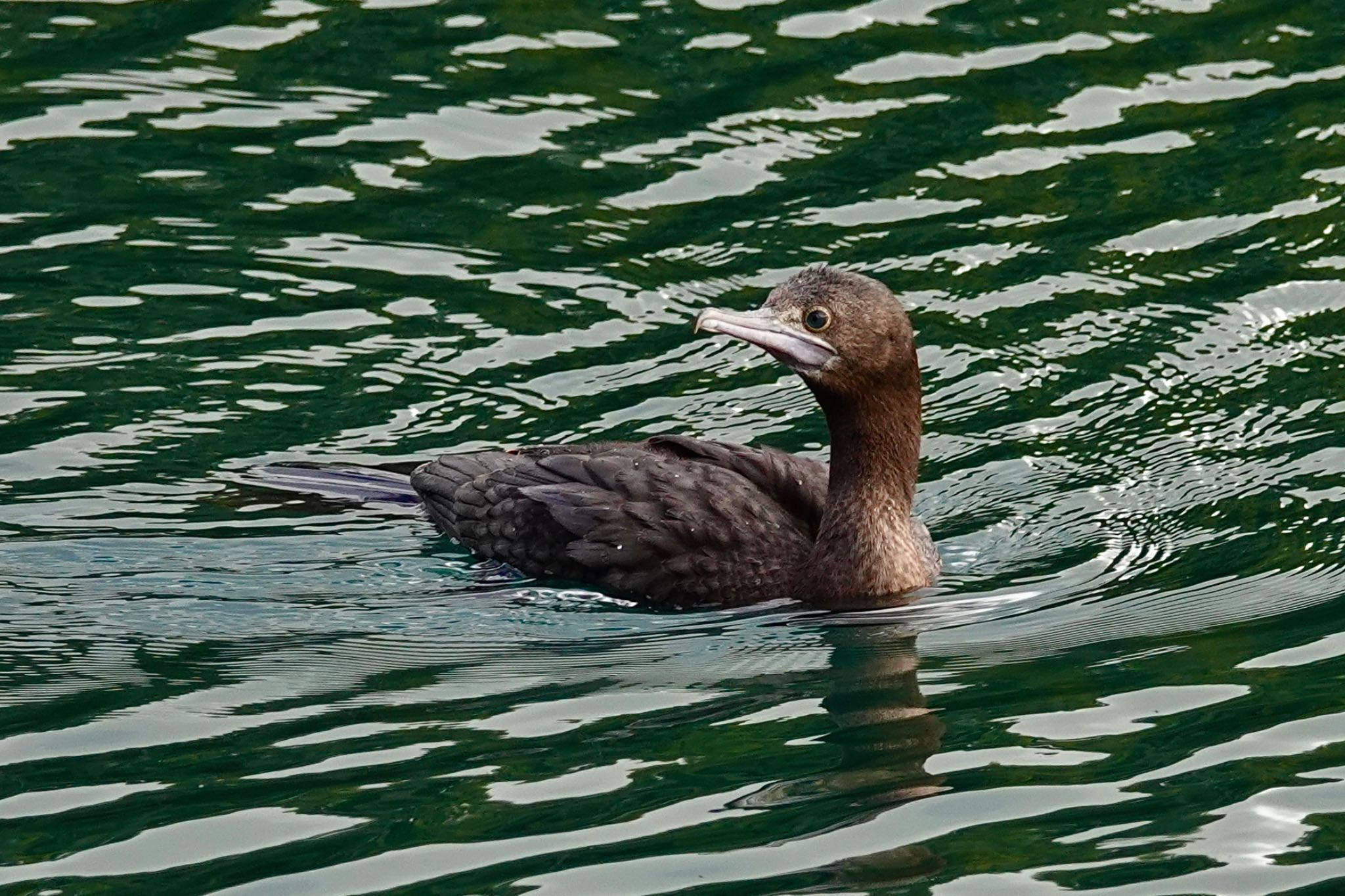 Little Black Cormorant