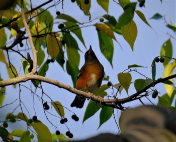 Brown-headed Thrush 多摩地区 Wed, 11/16/2022