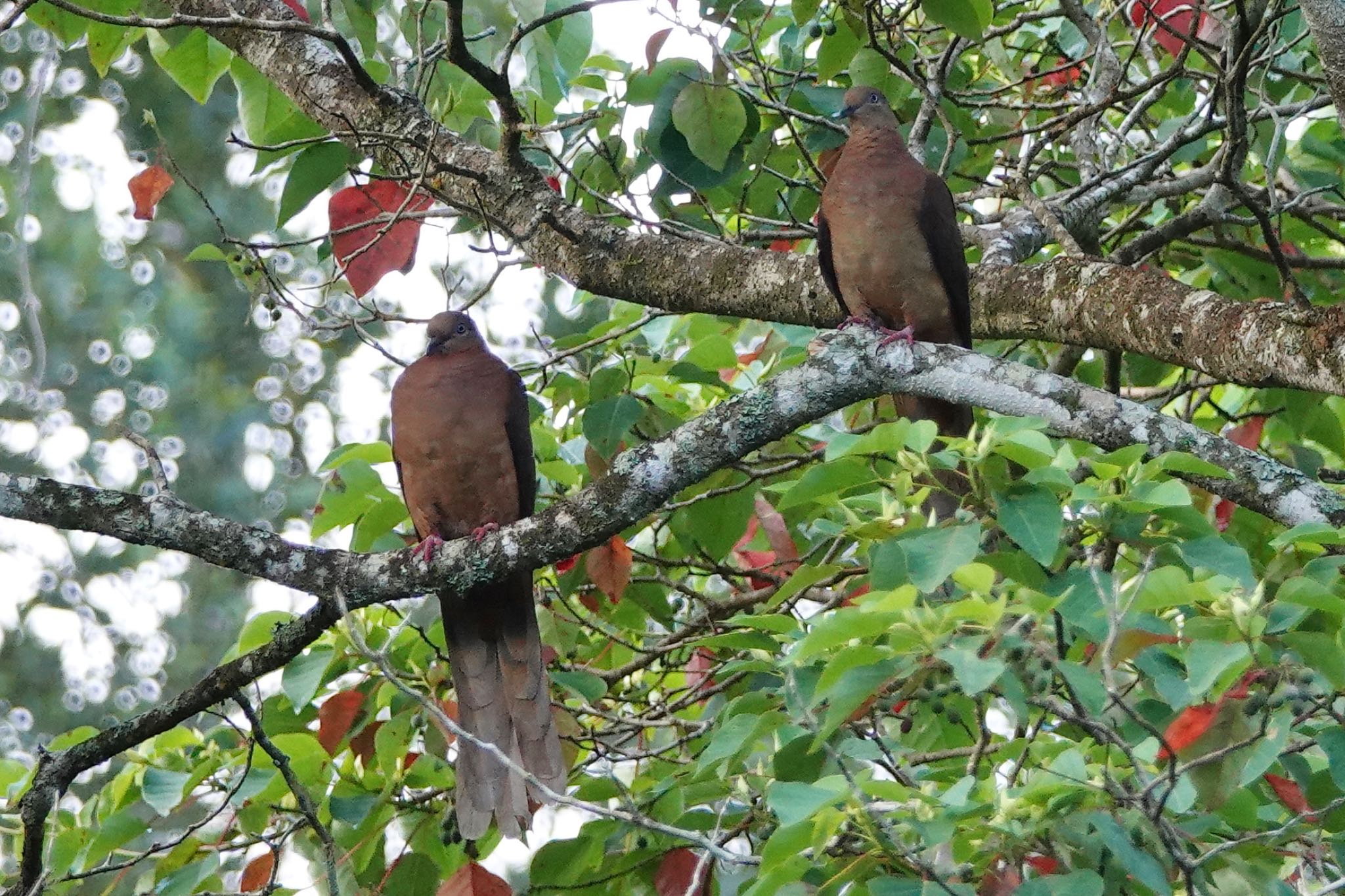 Chambers Wildlife Rainforest Lodges 周辺 オナガバトの写真 by のどか