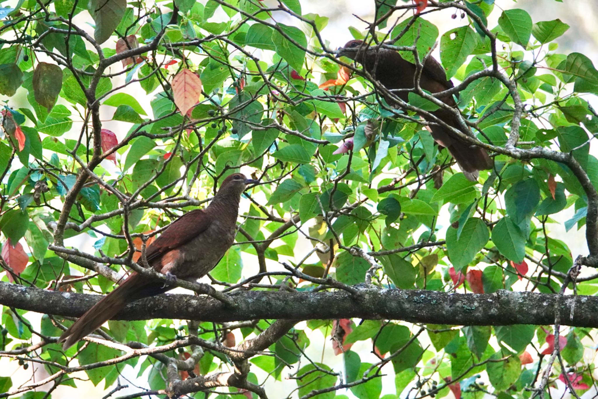 Chambers Wildlife Rainforest Lodges 周辺 オナガバトの写真 by のどか