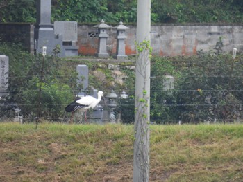 コウノトリ 豊岡市立ハチゴロウの戸島湿地(兵庫県豊岡市) 2022年10月17日(月)