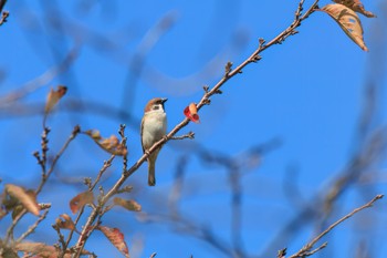 Eurasian Tree Sparrow 各務原市境川 Wed, 11/16/2022