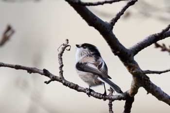 Long-tailed Tit 各務原市境川 Wed, 11/16/2022