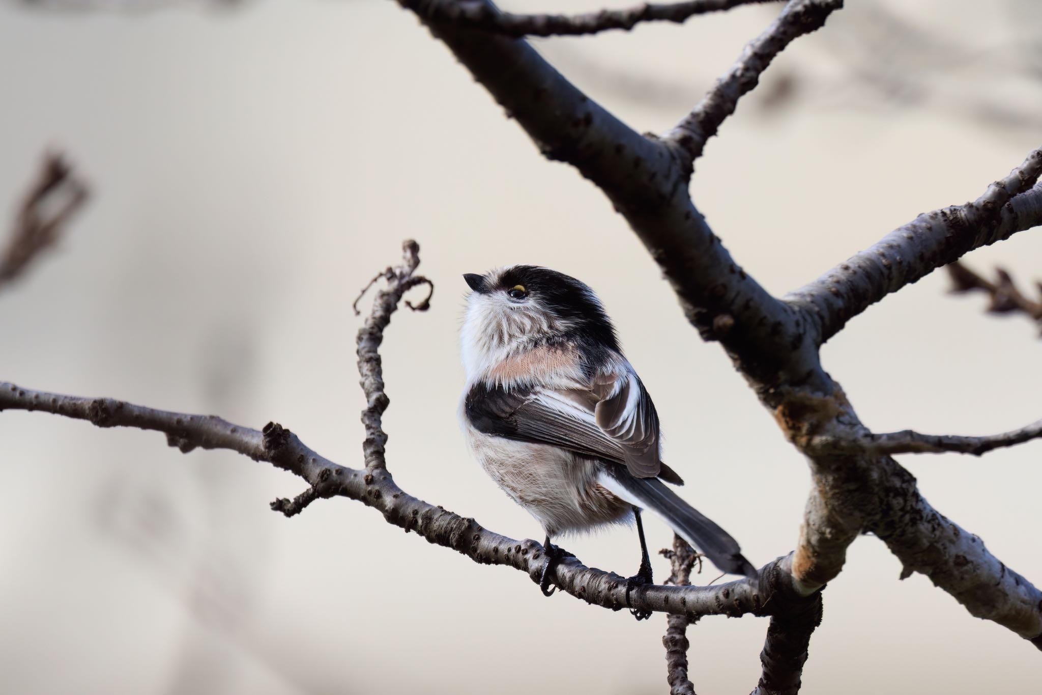 Photo of Long-tailed Tit at 各務原市境川 by アカウント5104