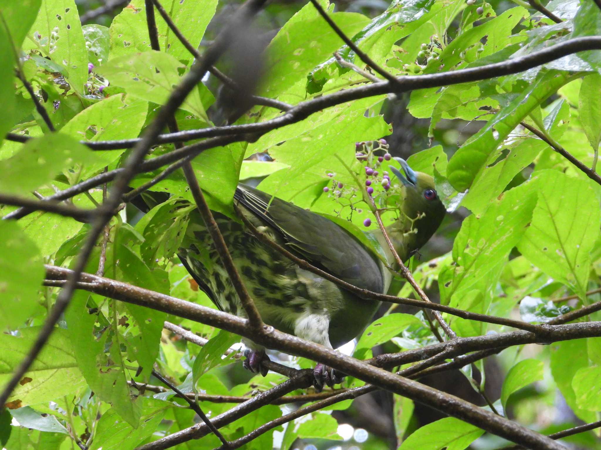 Photo of Ryukyu Green Pigeon at Amami Island(General) by どん3623