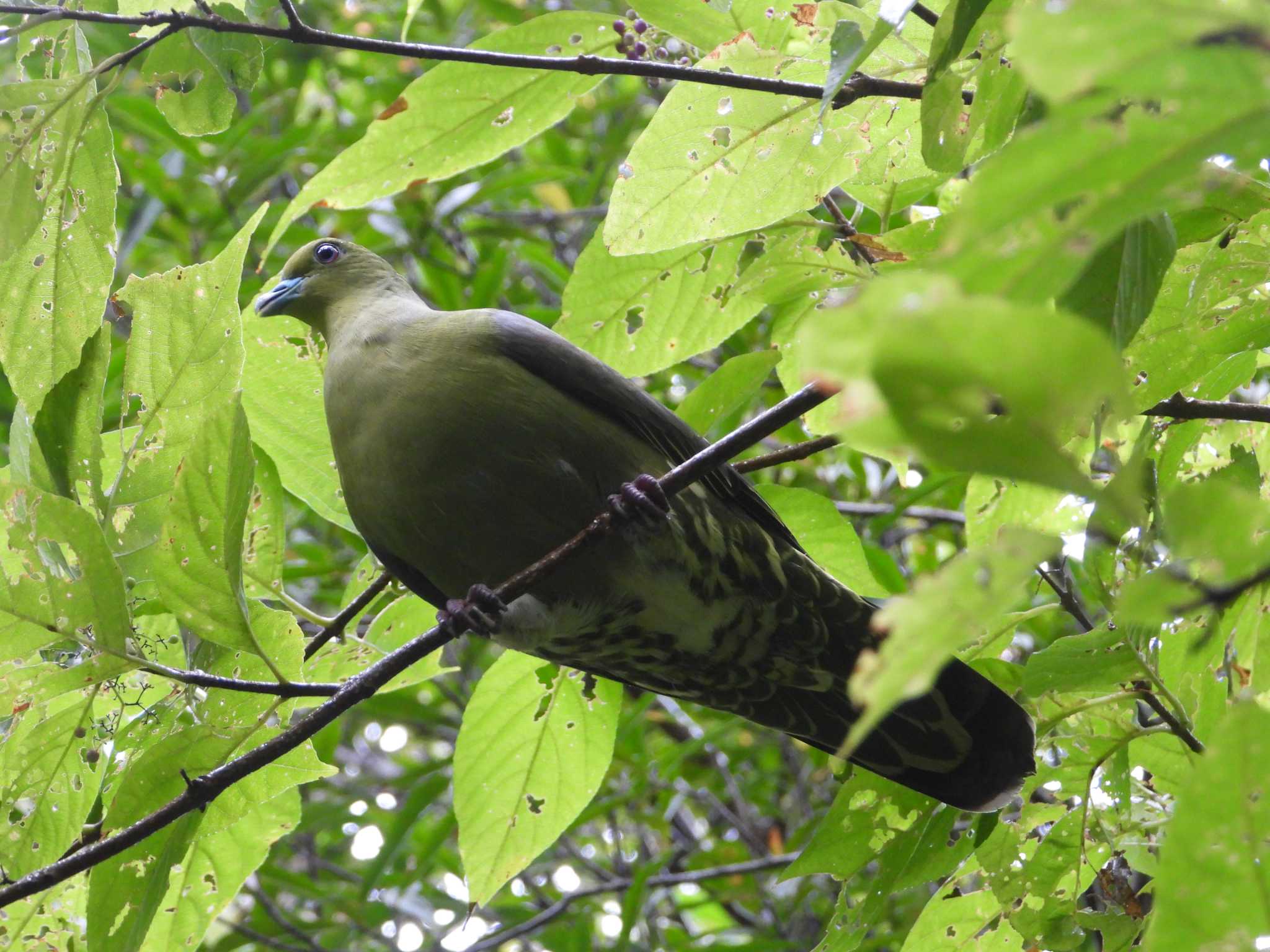 Photo of Ryukyu Green Pigeon at Amami Island(General) by どん3623