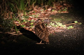 Amami Woodcock Amami Island(General) Fri, 11/11/2022