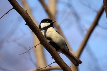 Japanese Tit Mitsuike Park Tue, 2/27/2018